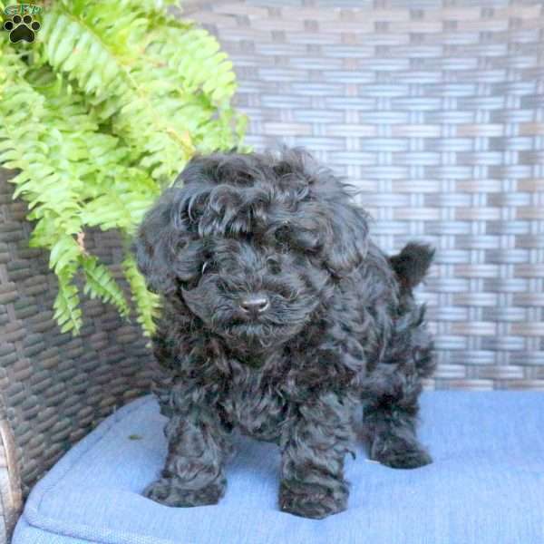 Vince, Miniature Poodle Puppy