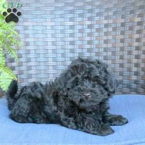 Vince, Miniature Poodle Puppy