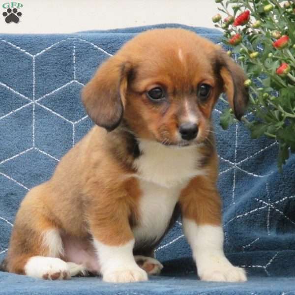 Vinny, Cavalier King Charles Mix Puppy