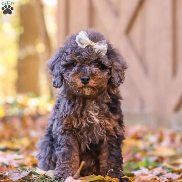 Violet, Cockapoo Puppy