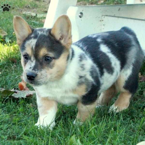 Violet, French Bulldog Mix Puppy