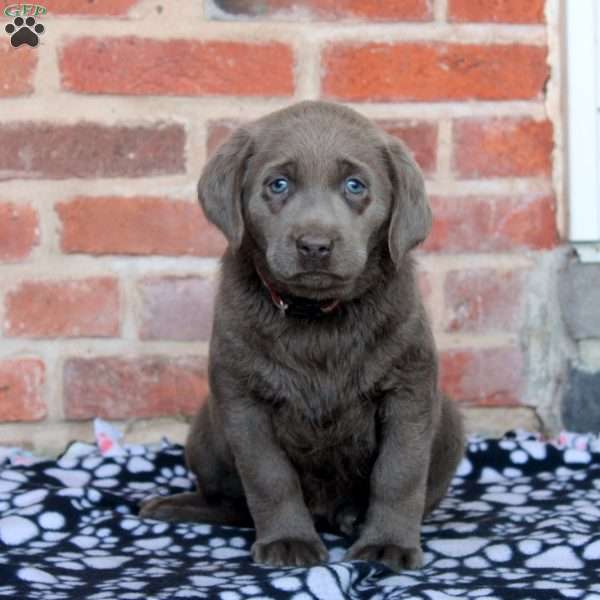 Violet, Silver Labrador Retriever Puppy