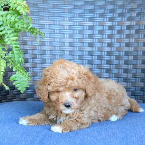 Violet, Miniature Poodle Puppy