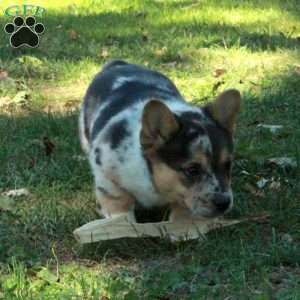 Violet, French Bulldog Mix Puppy