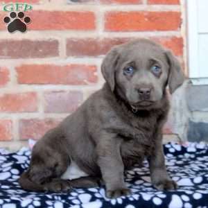 Violet, Silver Labrador Retriever Puppy