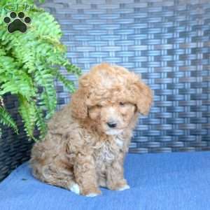 Violet, Miniature Poodle Puppy