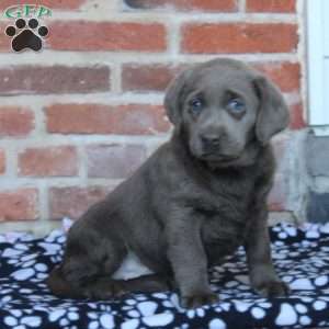 Violet, Silver Labrador Retriever Puppy