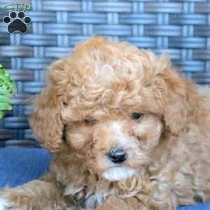 Violet, Miniature Poodle Puppy