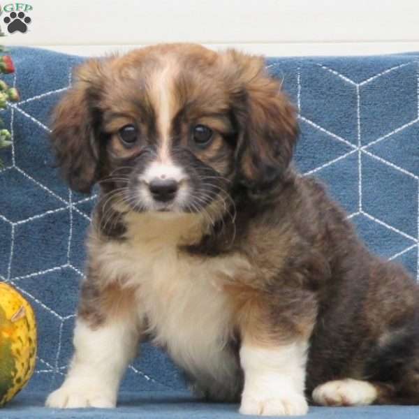 Violet, Cavalier King Charles Mix Puppy