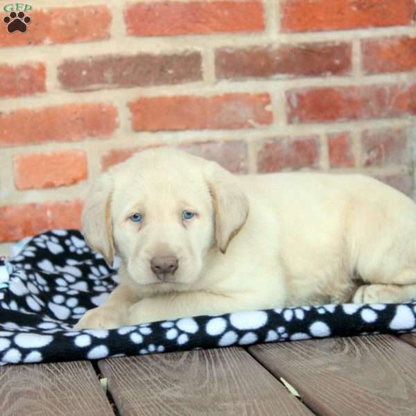 Virgil, Yellow Labrador Retriever Puppy