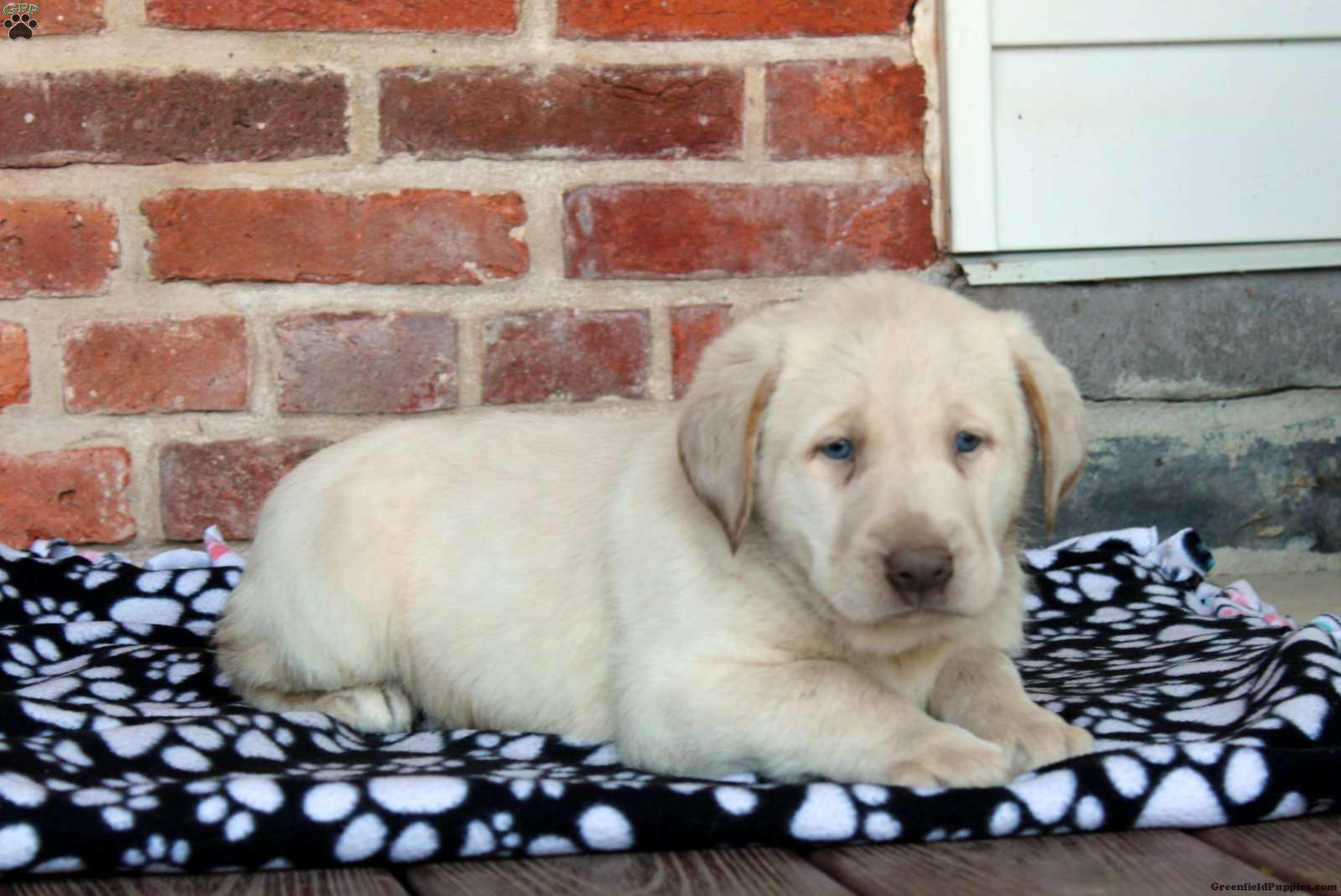 Virgil Yellow Labrador Retriever Puppy For Sale in Pennsylvania