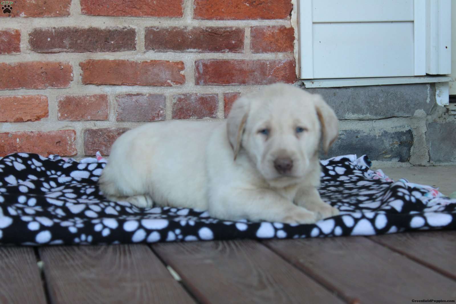 Virgil Yellow Labrador Retriever Puppy For Sale in Pennsylvania