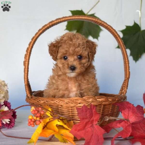 Virginia, Toy Poodle Puppy