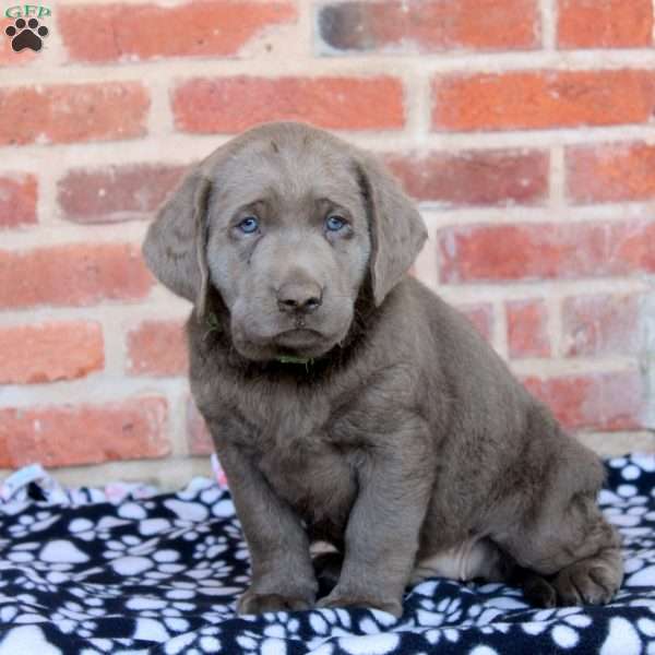 Vito, Silver Labrador Retriever Puppy