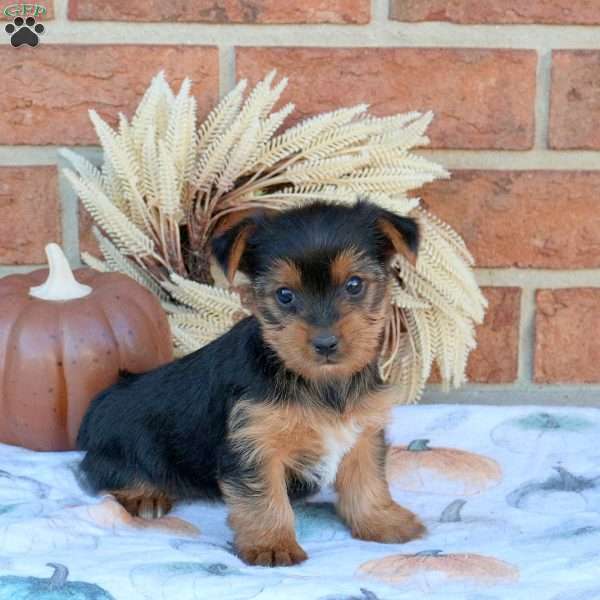 Vivi, Yorkie Puppy