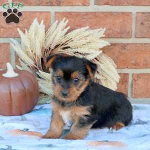 Vivi, Yorkie Puppy