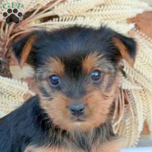 Vivi, Yorkie Puppy