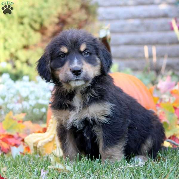 Wade, Bernese Golden Mountain Dog Puppy