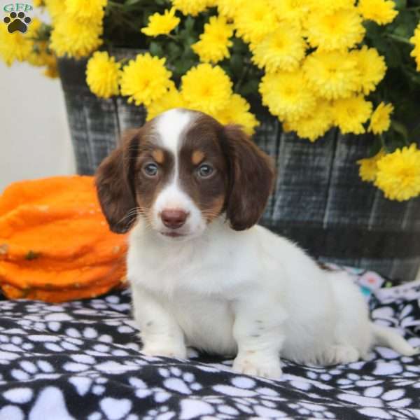 Wade, Dachshund Puppy