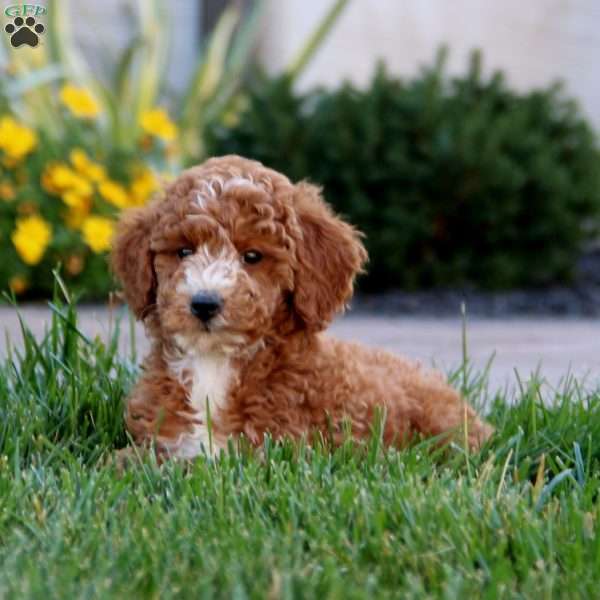 Wade, Miniature Poodle Puppy