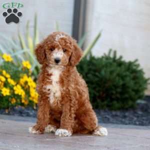 Wade, Miniature Poodle Puppy