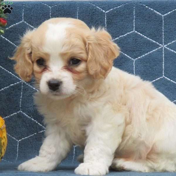 Waffles, Cavachon Puppy