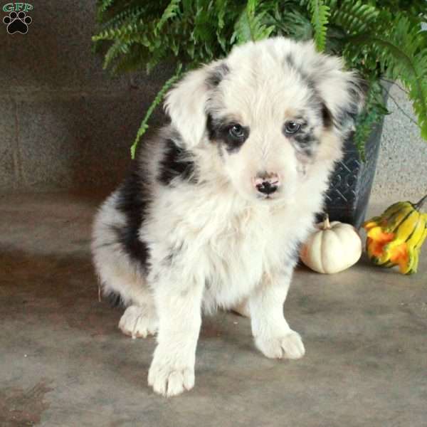 Waldo, Australian Shepherd Puppy