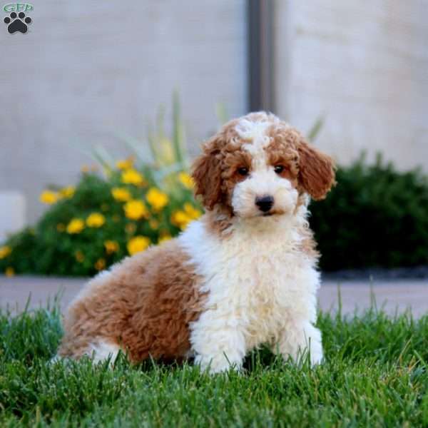 Waldo, Miniature Poodle Puppy