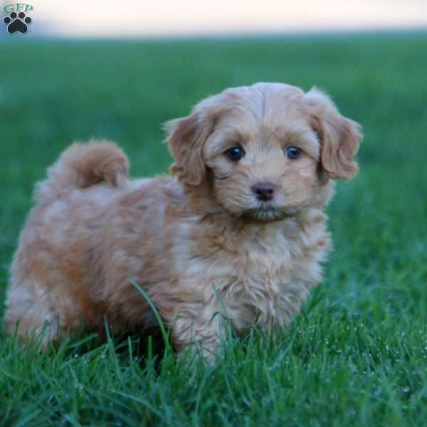 Waldo, Mini Goldendoodle Puppy