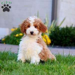 Waldo, Miniature Poodle Puppy