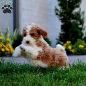 Waldo, Miniature Poodle Puppy