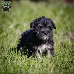 Walner, Miniature Schnauzer Puppy