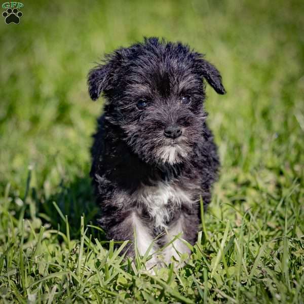 Walner, Miniature Schnauzer Puppy