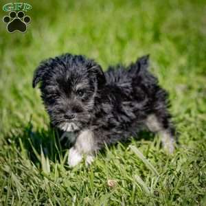 Walner, Miniature Schnauzer Puppy