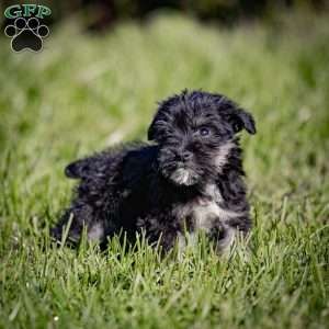 Walner, Miniature Schnauzer Puppy