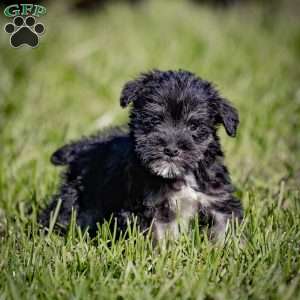 Walner, Miniature Schnauzer Puppy