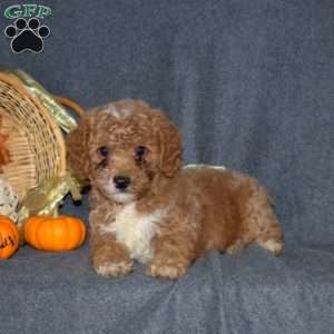 Walter, Miniature Poodle Puppy