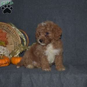 Walter, Miniature Poodle Puppy