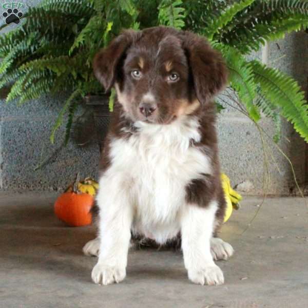 Wanda, Australian Shepherd Puppy