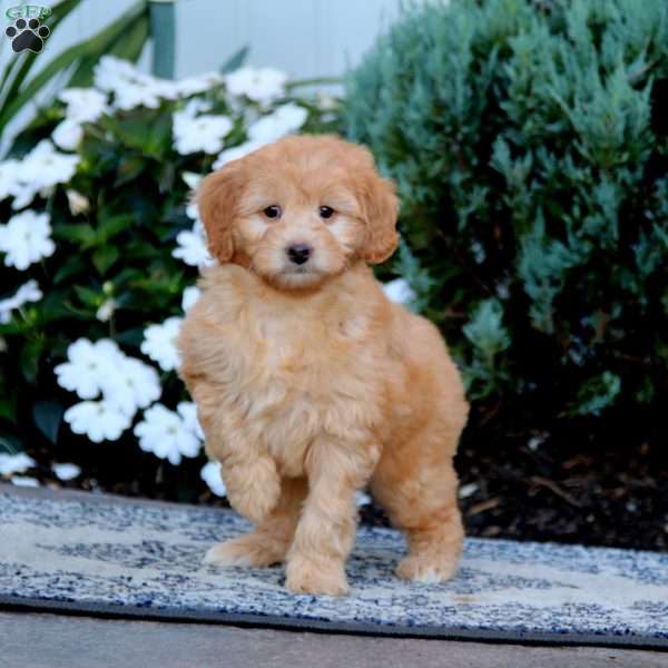 Wanda, Mini Goldendoodle Puppy