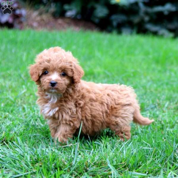 Wanda, Cavapoo Puppy