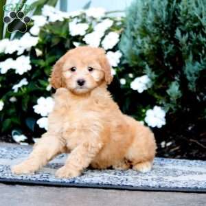 Wanda, Mini Goldendoodle Puppy