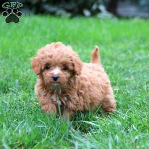 Wanda, Cavapoo Puppy