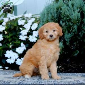 Wanda, Mini Goldendoodle Puppy