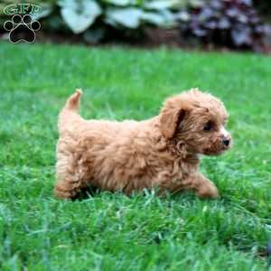 Wanda, Cavapoo Puppy