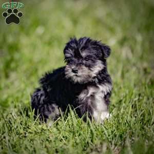 Waneta, Miniature Schnauzer Puppy