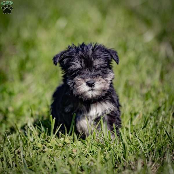 Waneta, Miniature Schnauzer Puppy