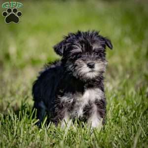 Waneta, Miniature Schnauzer Puppy