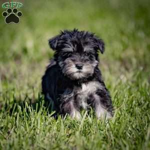 Waneta, Miniature Schnauzer Puppy