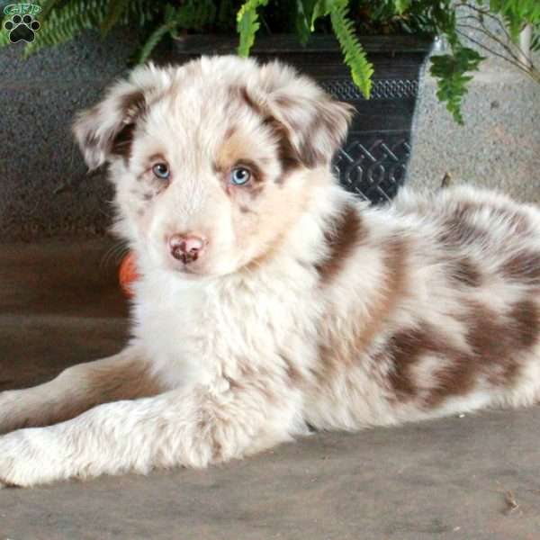 Warner, Australian Shepherd Puppy